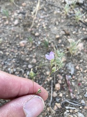 Phemeranthus confertiflorus