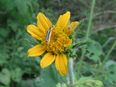 Tithonia thurberi