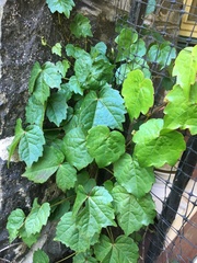 Parthenocissus tricuspidata