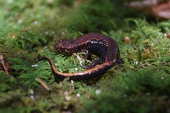 Great Balsams Mountain Dusky Salamander photo 2