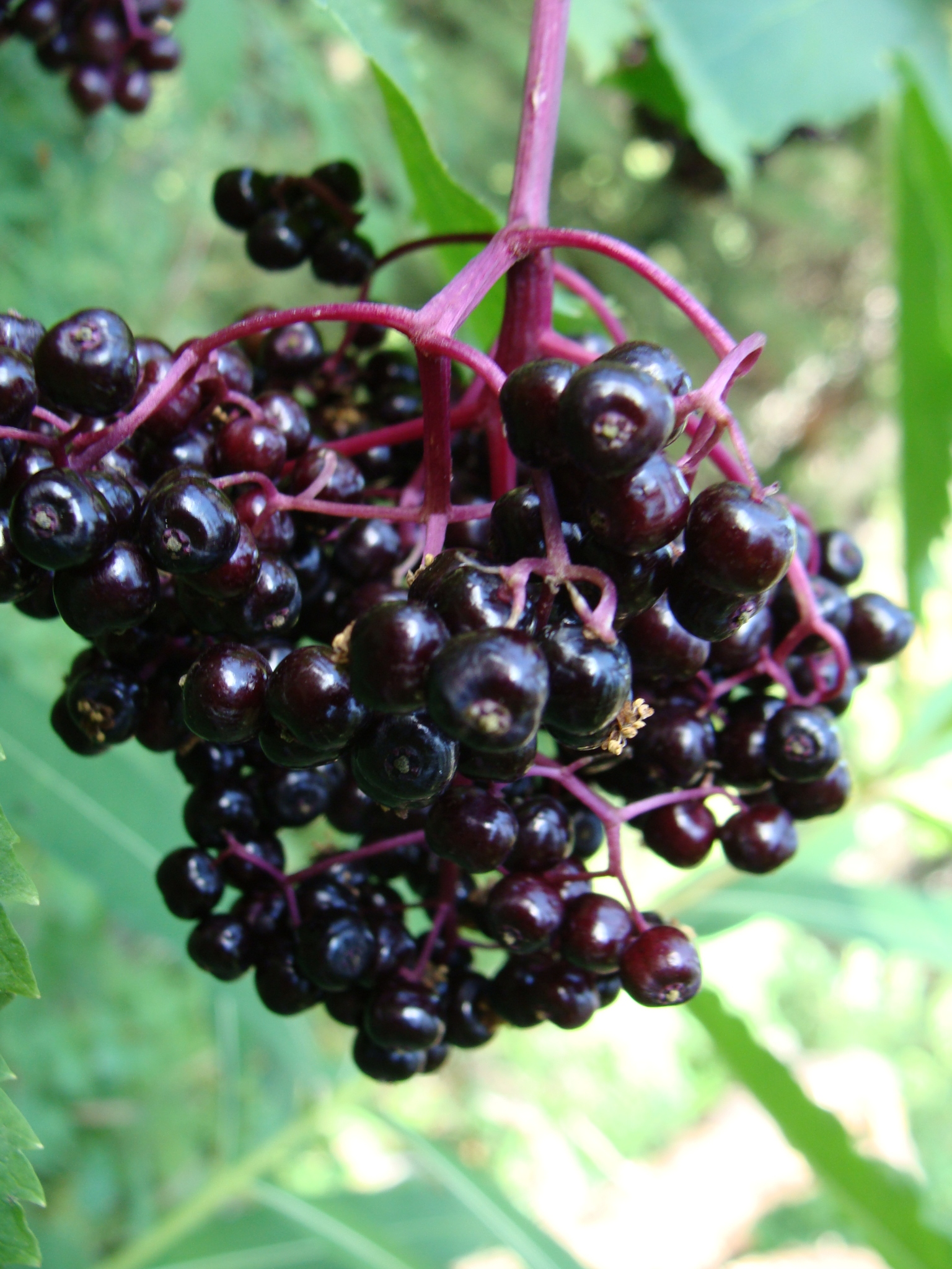 Sambucus racemosa var. melanocarpa