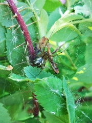 Pityohyphantes subarcticus