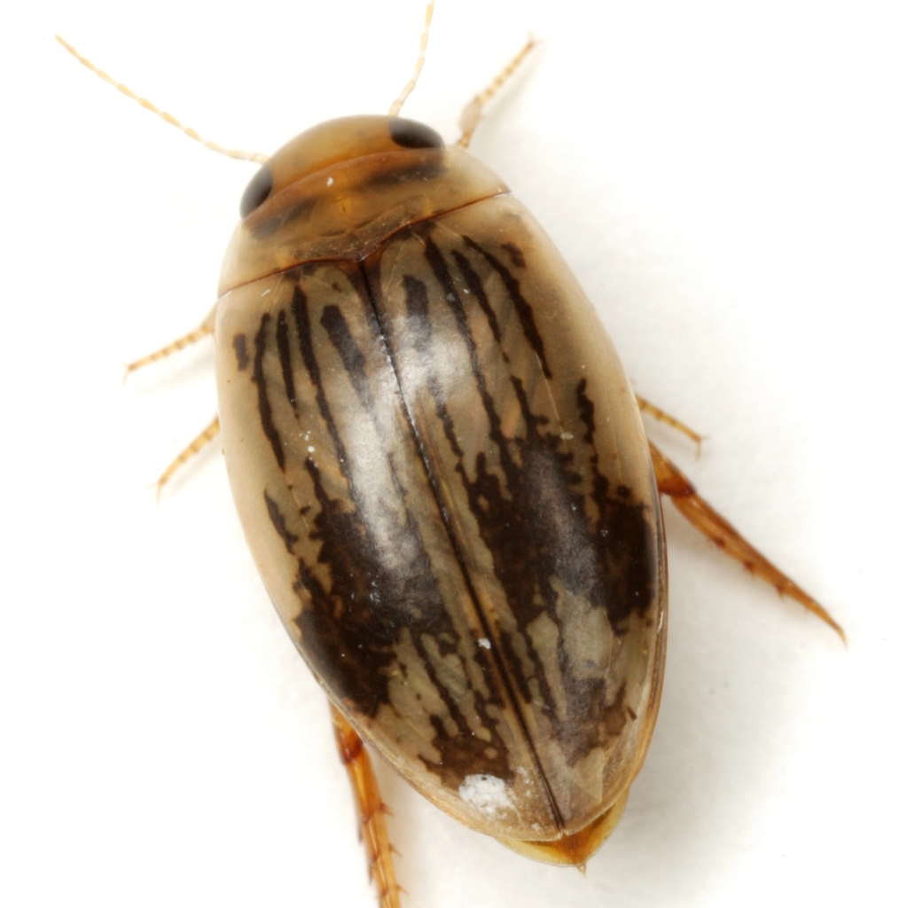 Laccophilus quadrilineatus
