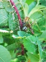 Pityohyphantes subarcticus