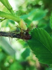 Pityohyphantes subarcticus