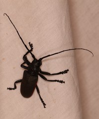 Ceroplesis ferrugator