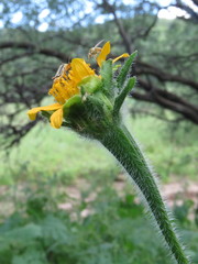 Tithonia thurberi