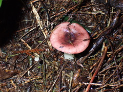 Russula roseopileata