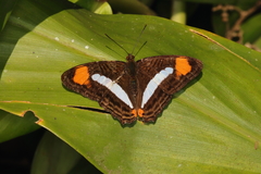 Adelpha thessalia