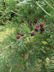 Larix laricina