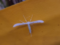 Hellinsia homodactylus