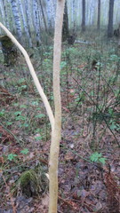 Capreolus