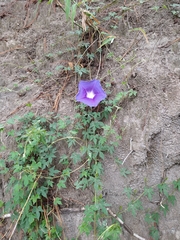 Ipomoea laeta