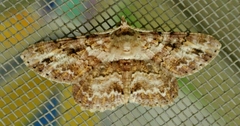 Cleora repetita