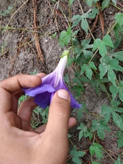 Ipomoea laeta