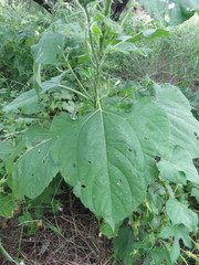 Tithonia thurberi