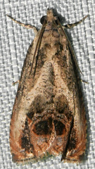 Olethreutes hamameliana