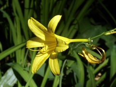 Hemerocallis lilioasphodelus