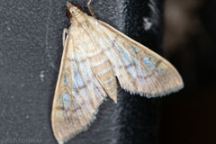 Mimorista trimaculalis