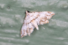 Oxyelophila callista