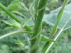 Tithonia thurberi