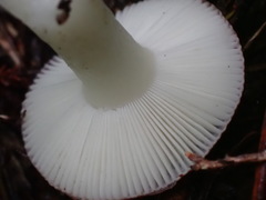 Russula roseopileata