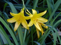 Hemerocallis lilioasphodelus
