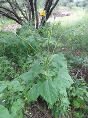 Tithonia thurberi