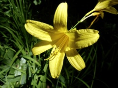 Hemerocallis lilioasphodelus