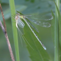 Enallagma vesperum