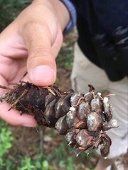 Strobilurus albipilatus