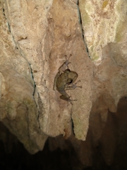 Craugastor yucatanensis