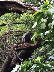 Cercopithecus mitis manyaraensis