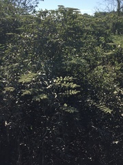 Combretum lanceolatum