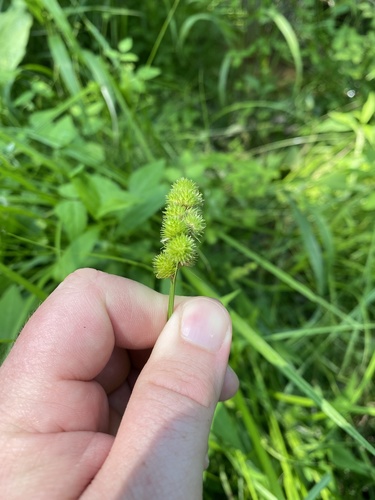 crested sedge (Carex cristatella)