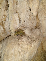 Craugastor yucatanensis