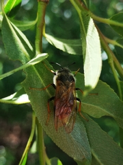 Trichiosoma triangulum