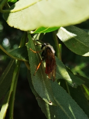 Trichiosoma triangulum