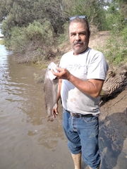 Umbrina