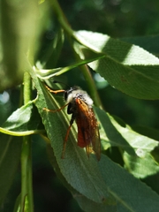 Trichiosoma triangulum