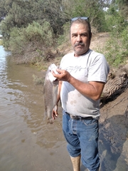 Umbrina