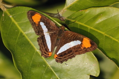 Adelpha thessalia