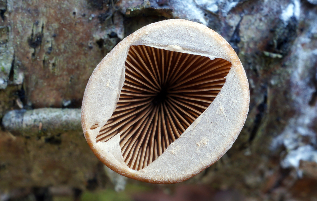 Sarcomyxaceae