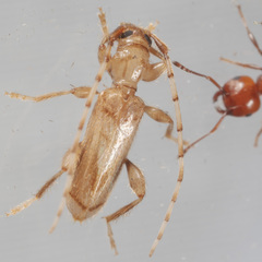 Obrium maculatum