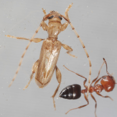 Obrium maculatum