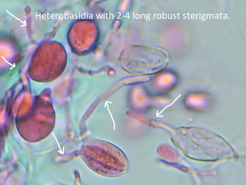 Raukšlinis žiūrytis nuotrauka