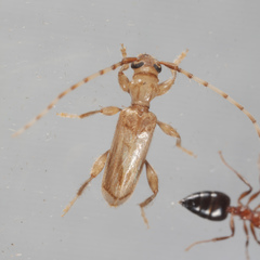 Obrium maculatum