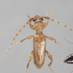 Obrium maculatum