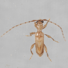 Obrium maculatum