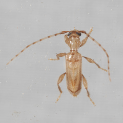Obrium maculatum